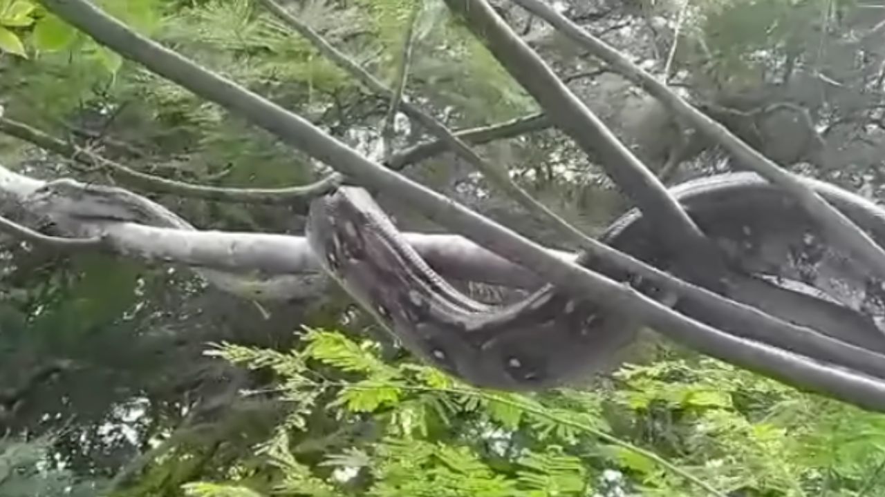 ¡Impactante vídeo! Hondureño grabó a una 'anaconda' colgada de un árbol en Danlí