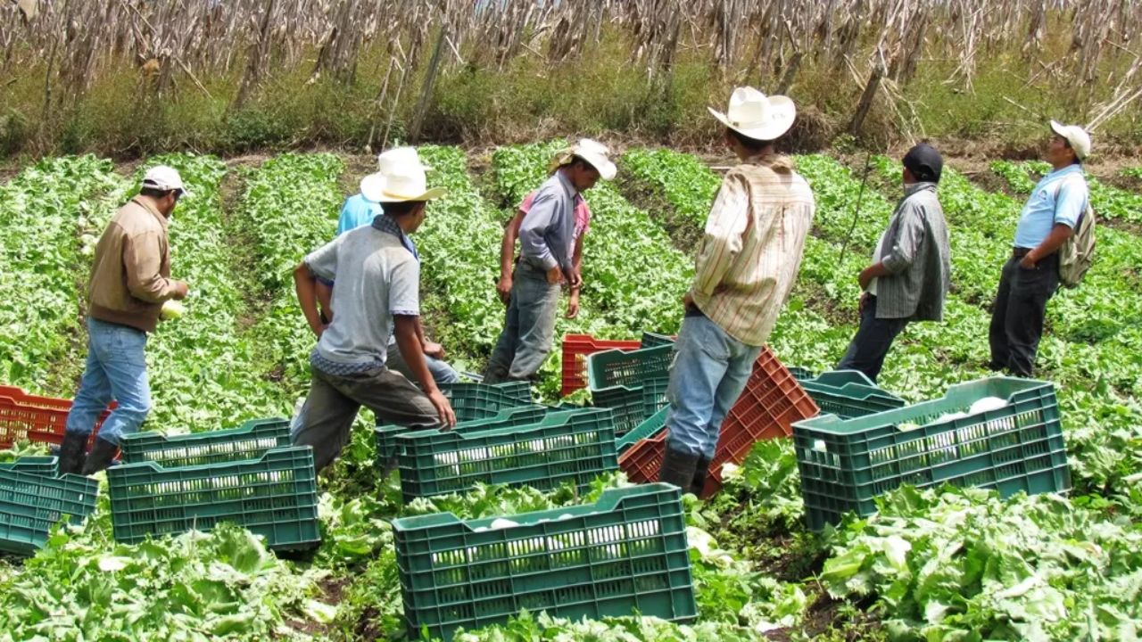 Trabajo informal abarca más del 90% de agricultura a nivel mundial