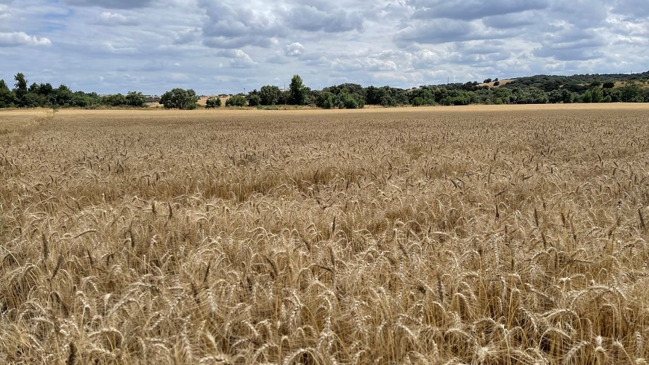 Agricultura regenerativa, clave par mejorar la producción en Honduras