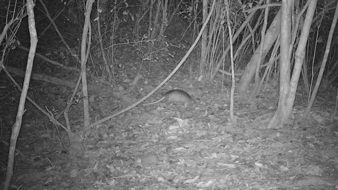Captan extraño animal en parque nacional de Islas de la Bahía