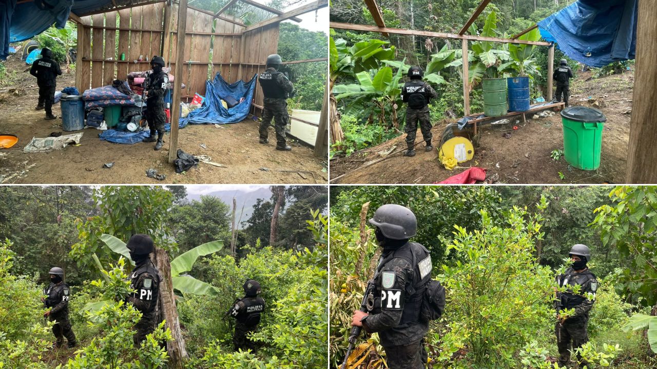 Decomisan 144 mil plantas de hoja de coca en dos campos de Olanchito, Yoro