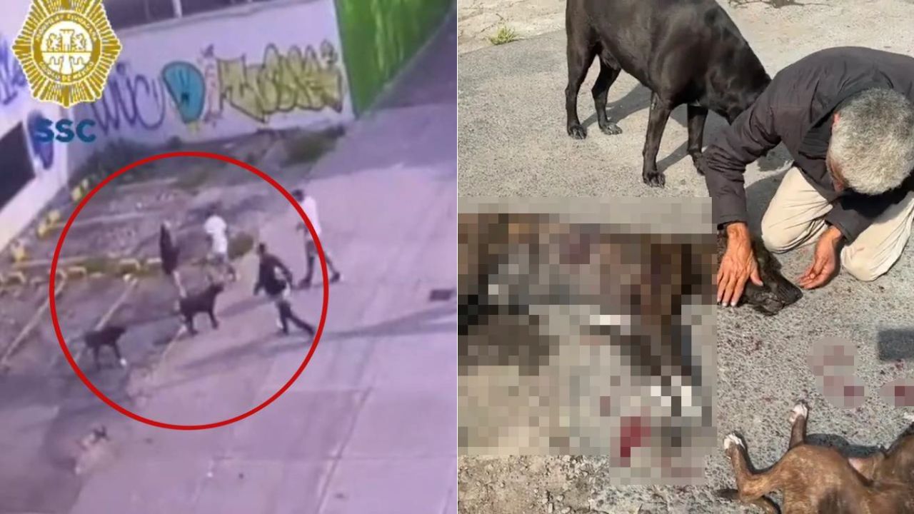 VIDEO: Hombre le quita la vida a perrito que defendió a su dueño en asalto