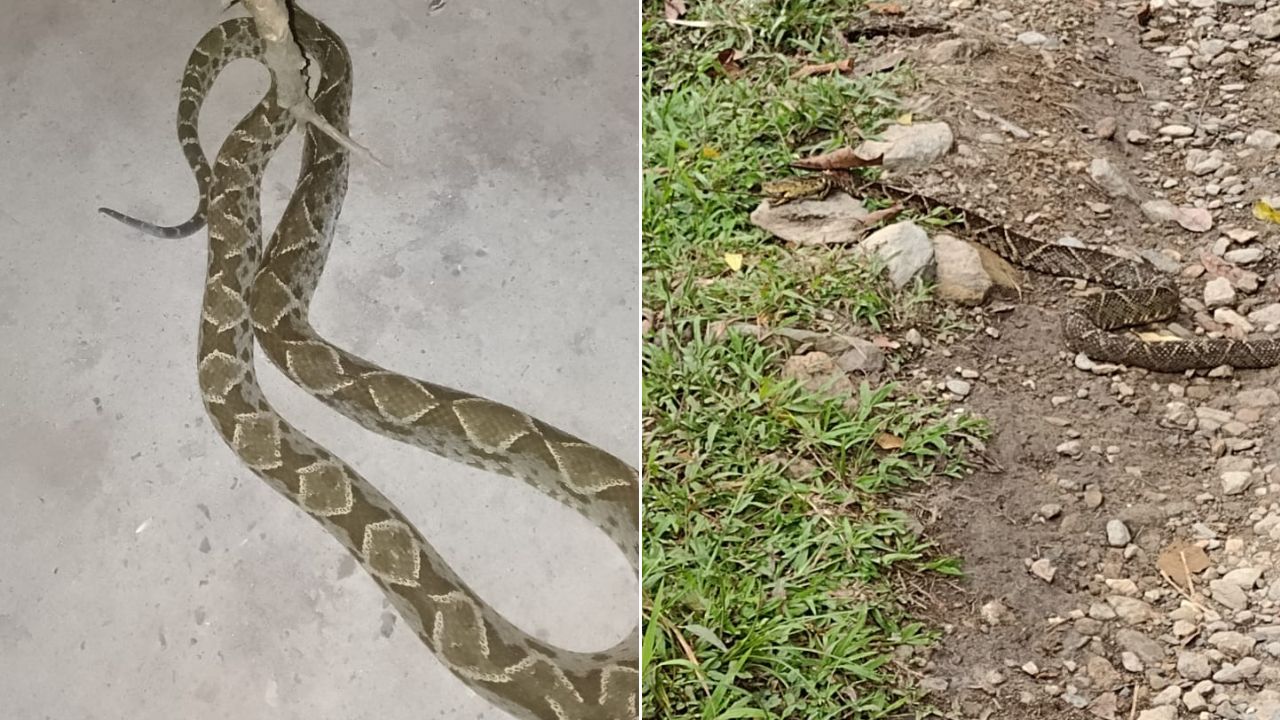 ¡De miedo! Captan dos venenosas serpientes barba amarilla en distintos sectores de Honduras