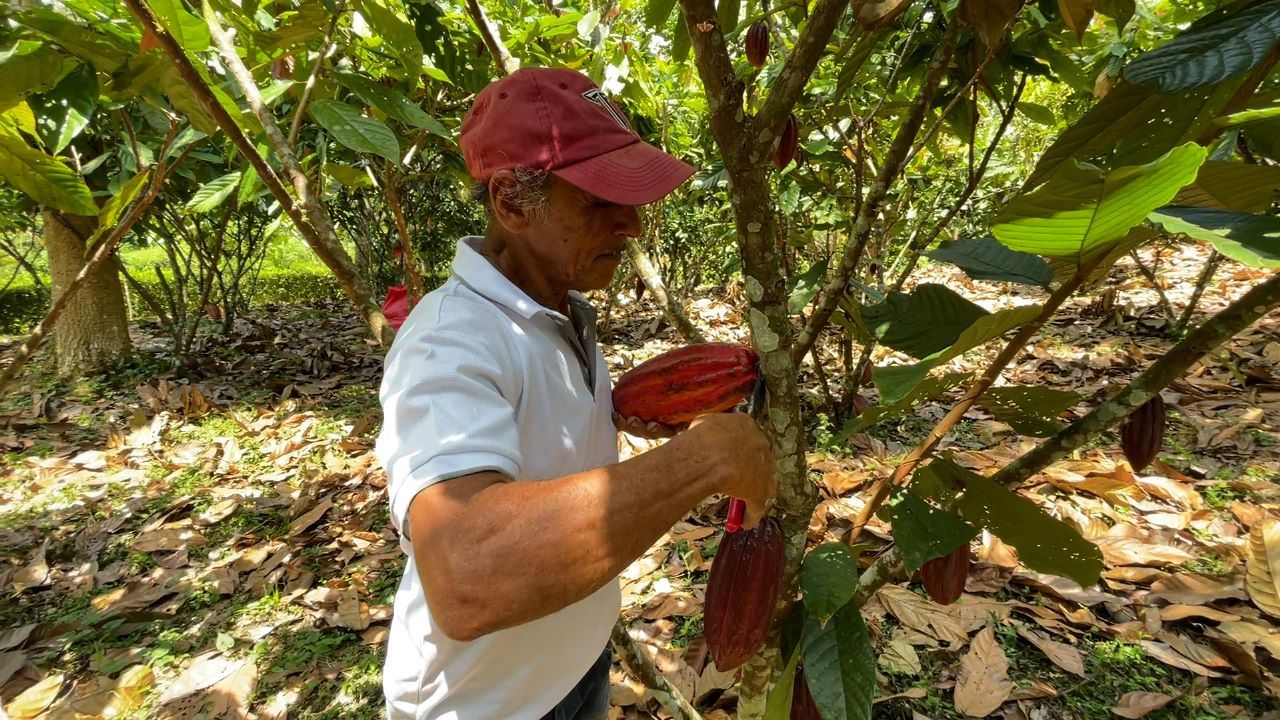 Agricultores de Centroamérica aumentan productividad con cultivo sostenible de cacao