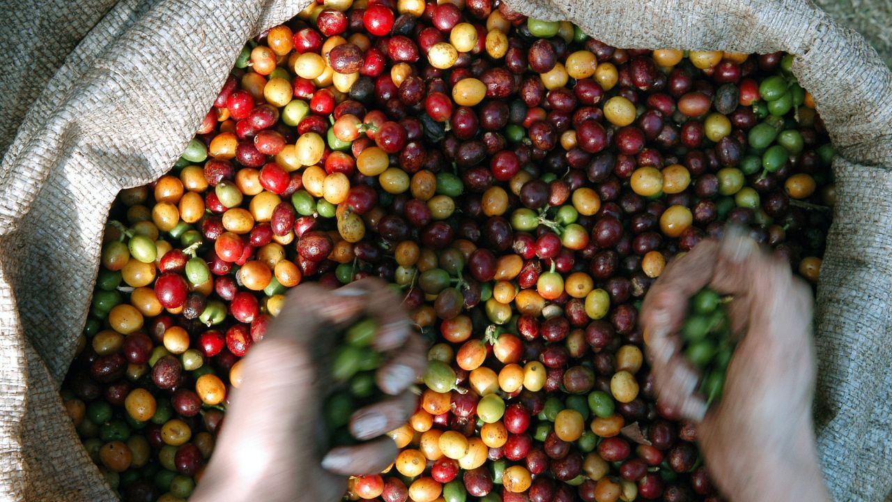Ingresos por exportaciones del café salvadoreño cayeron un 6% hasta junio