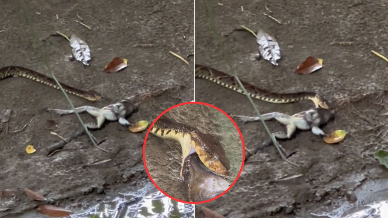 VIDEO: Captan peligrosa serpiente venenosa comiéndose un animal en un parque