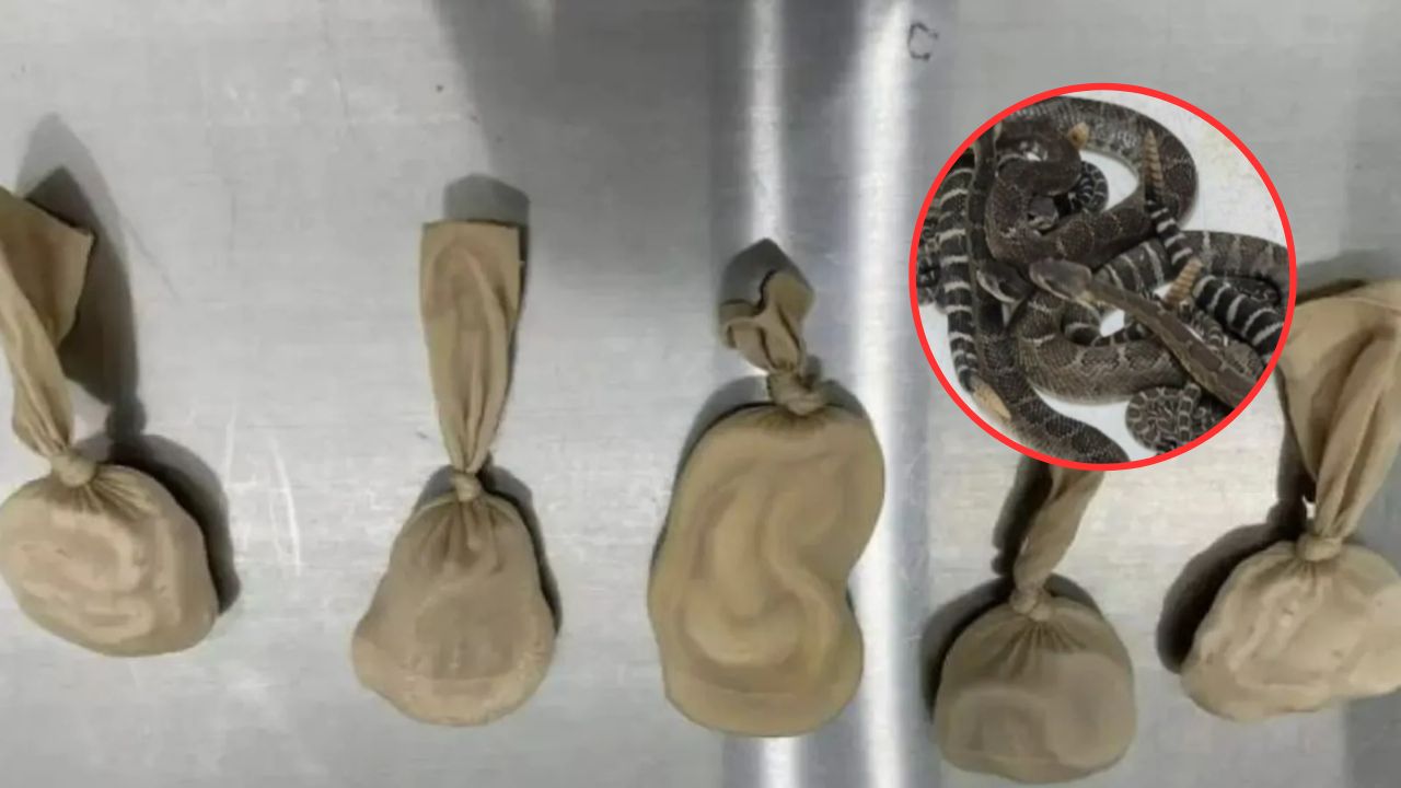 Interceptan a mujer que viajaba con cinco serpientes vivas pegadas a su cuerpo