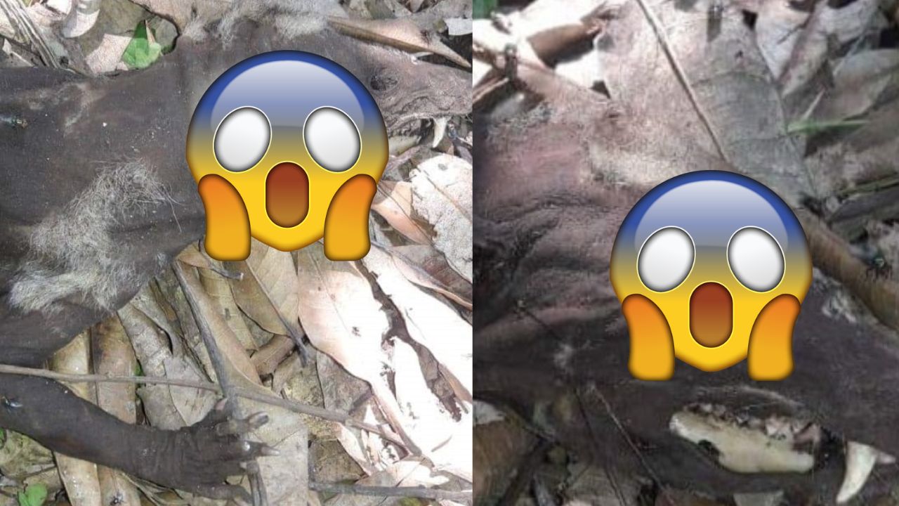 Imagen de FOTOS: Encuentran a supuesto chupacabras en el solar de una vivienda