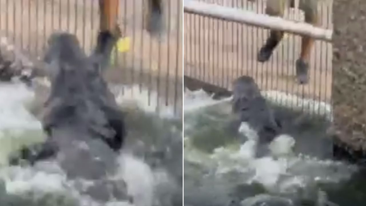 VIDEO: Cocodrilo ataca a hombre que estaba llamando su atención