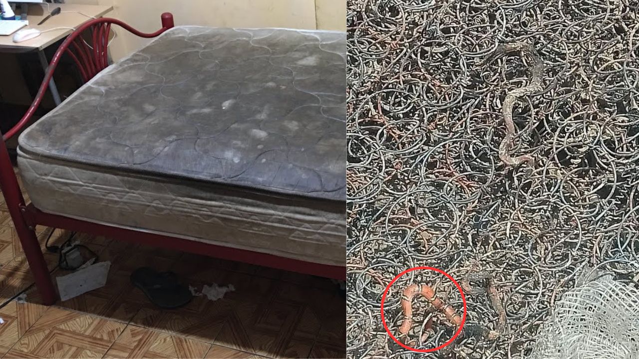 Familia descubre aterrador nido de culebras venenosas en colchón donde dormían sus hijos