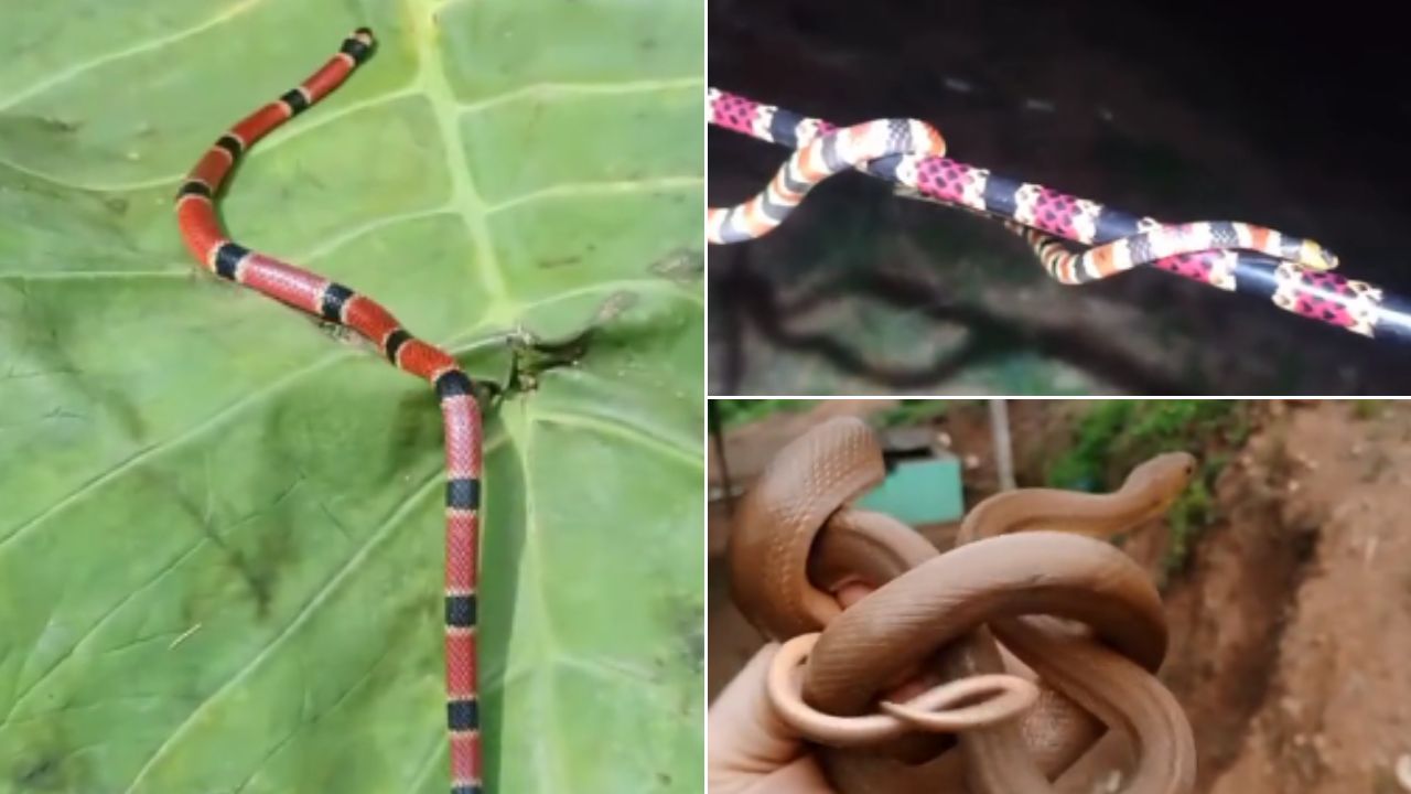 ¡Hasta de coral! Viajero capta distintas especies de serpientes en parque de Honduras