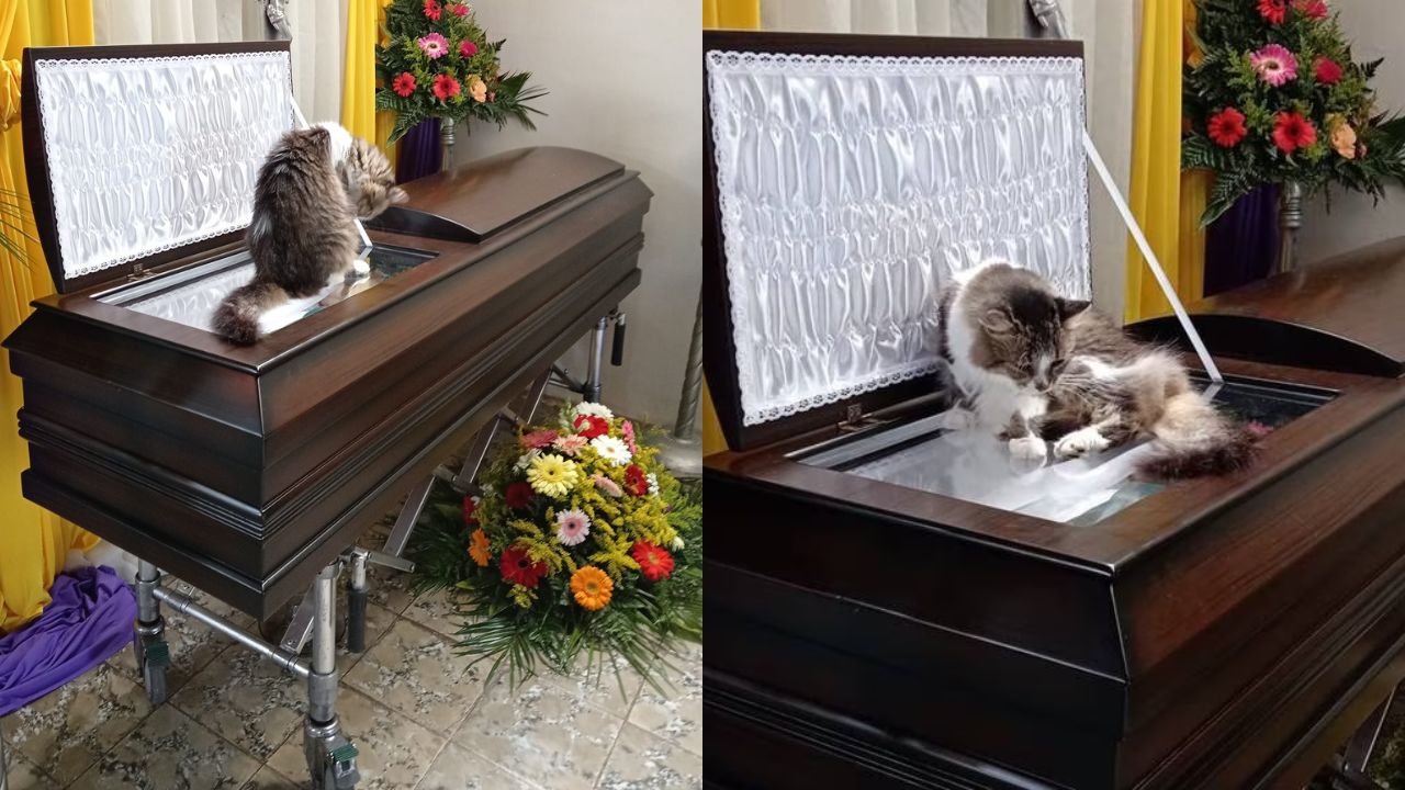 'Ella solo quiere estar con él': Nucita, la gatita que no se movió del ataúd de su dueño