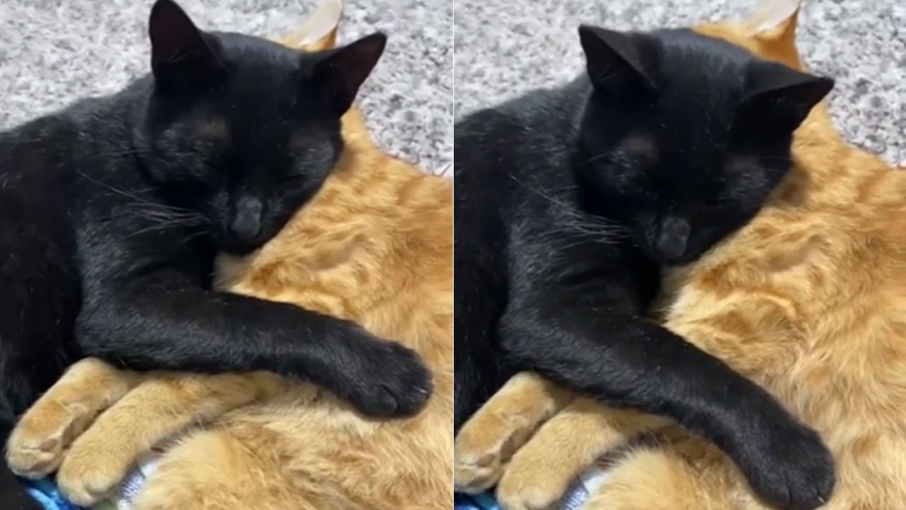 'Ya la tenemos que enterrar': Gato abraza a su amiga hasta el final; no la quiso soltar
