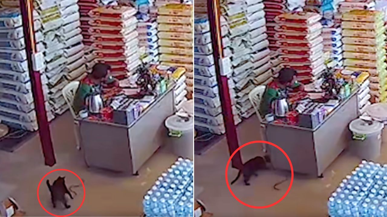 VIDEO: Hombre iba a ser mordido por una serpiente; su gato le salvó la vida