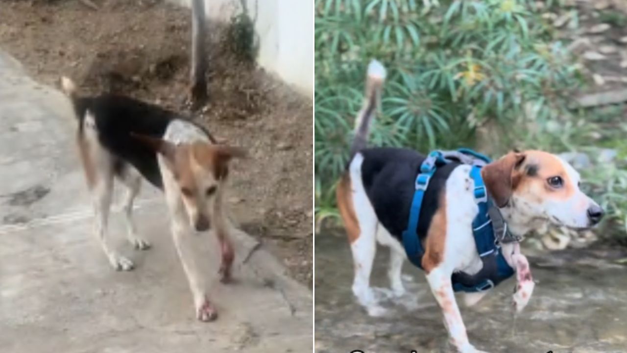 Mujer rescata a perrito callejero que fue atropellado: quedó con tres patitas