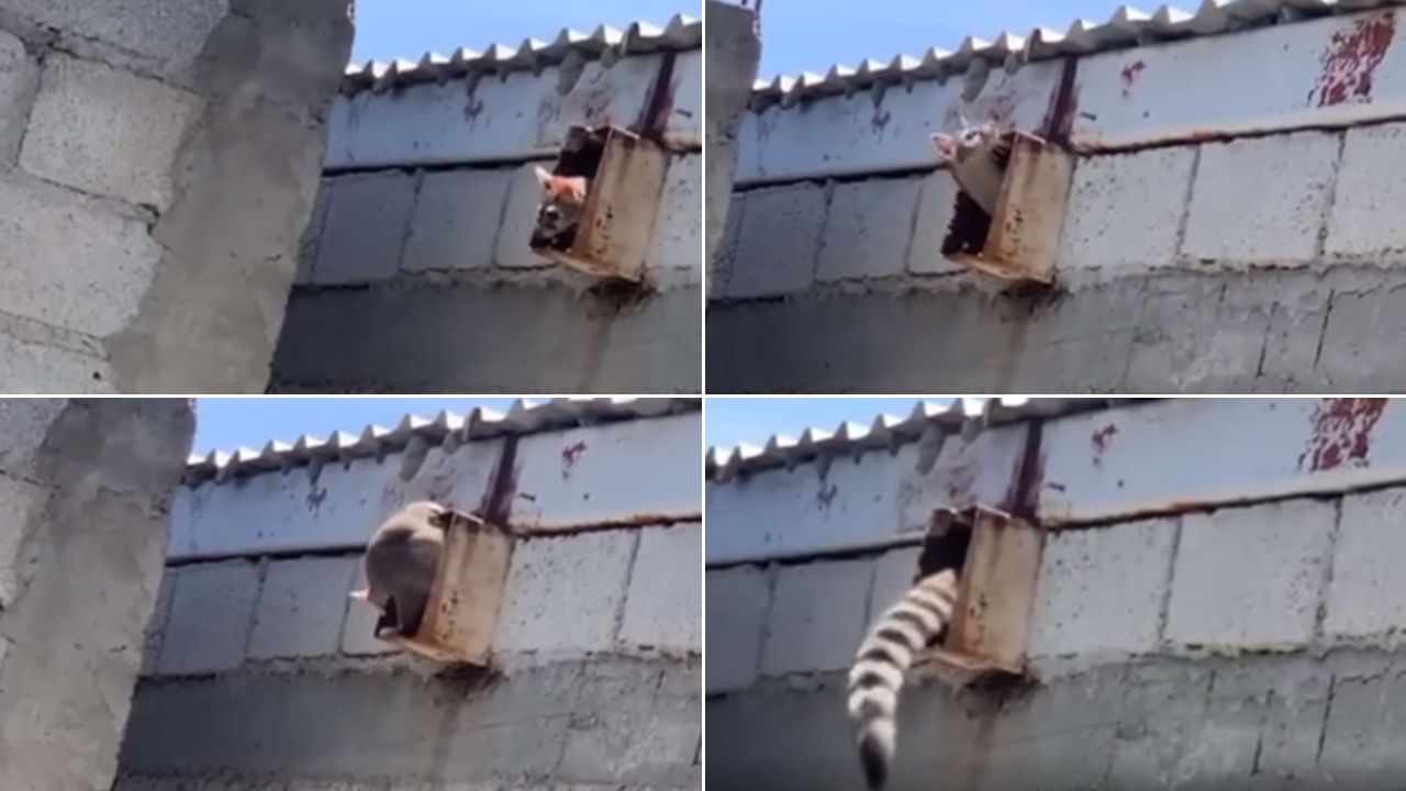 Hombre capta extraño animal en casa de su mamá que se come sus pollitos