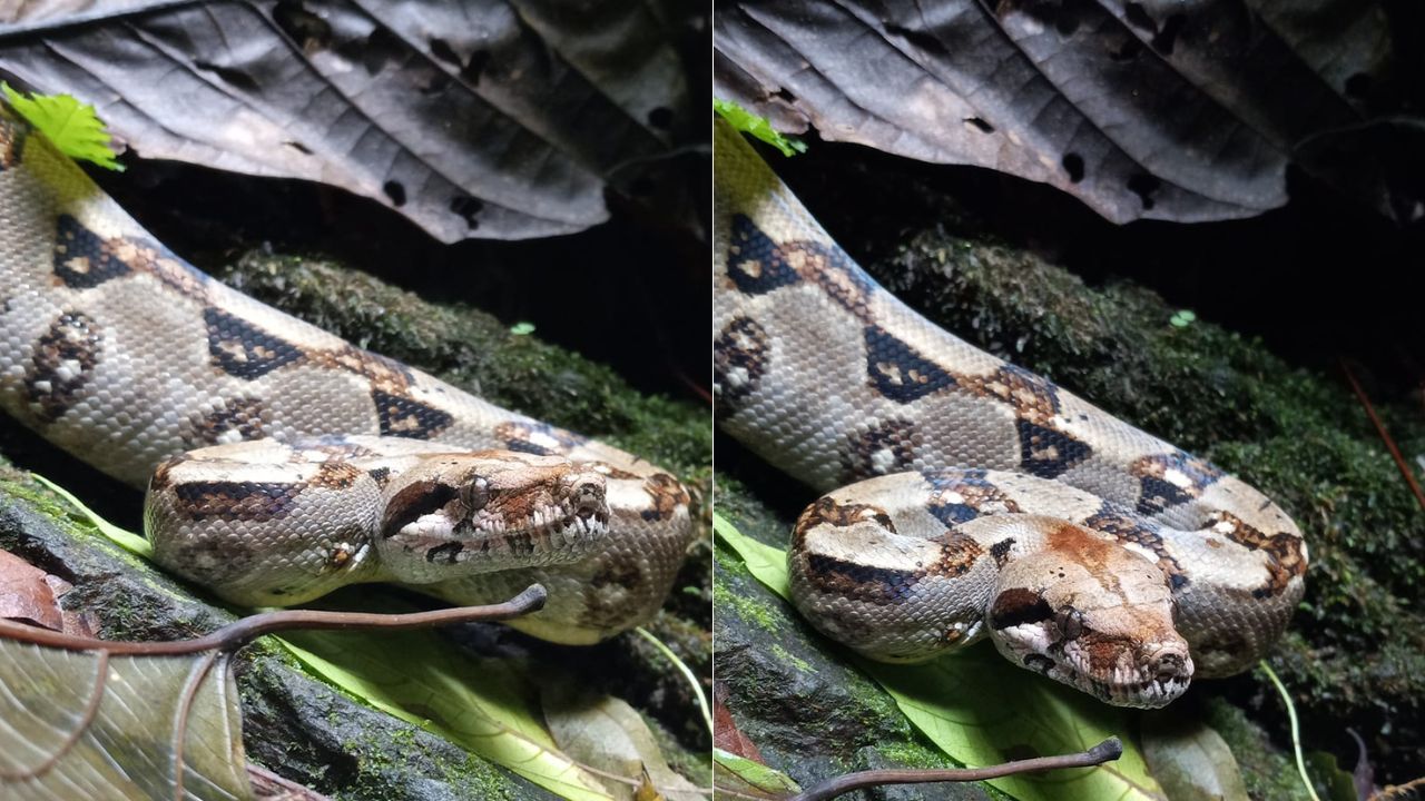 Imagen de Una enorme boa es captada en un parque de Omoa, Cortés