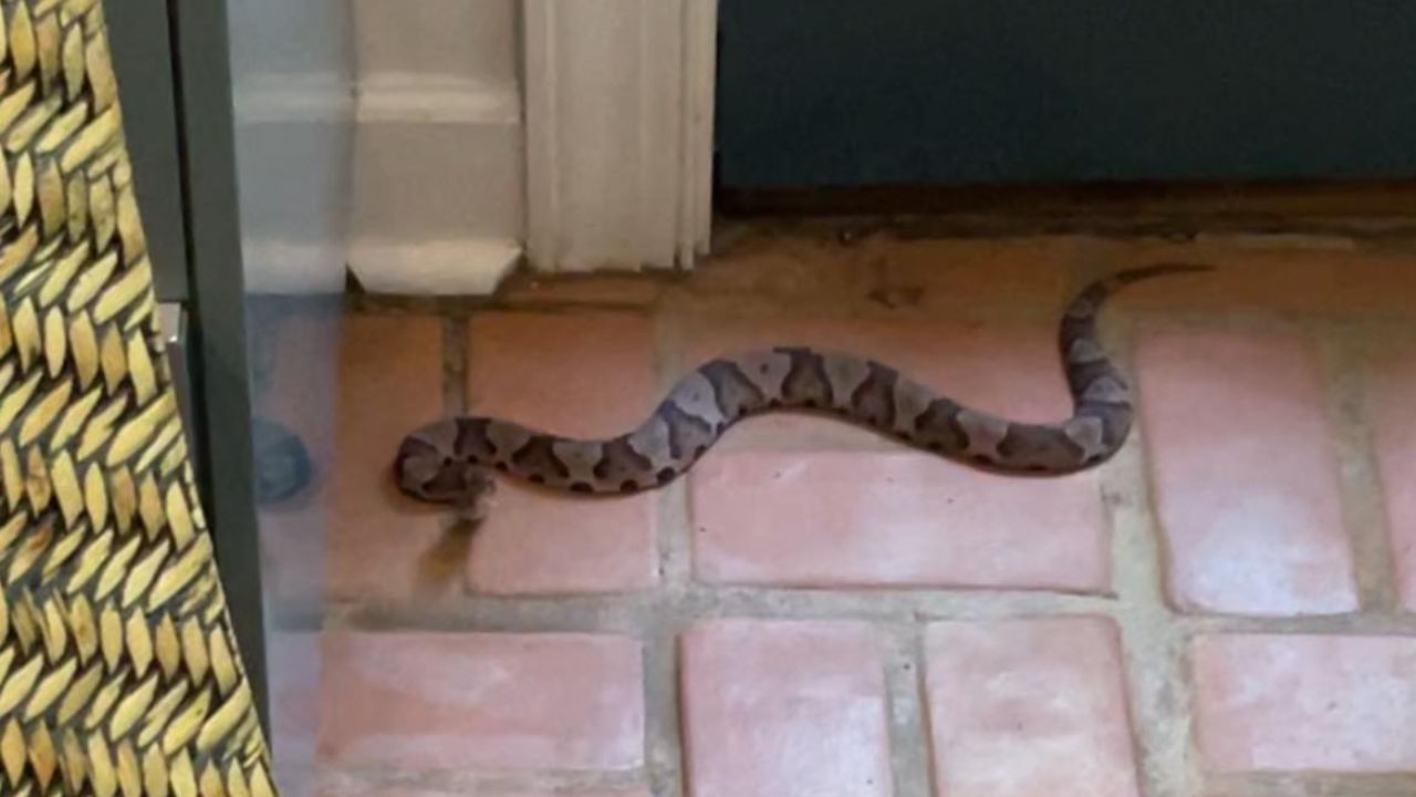 Mujer encuentra peligrosa serpiente venenosa en el interior de su casa