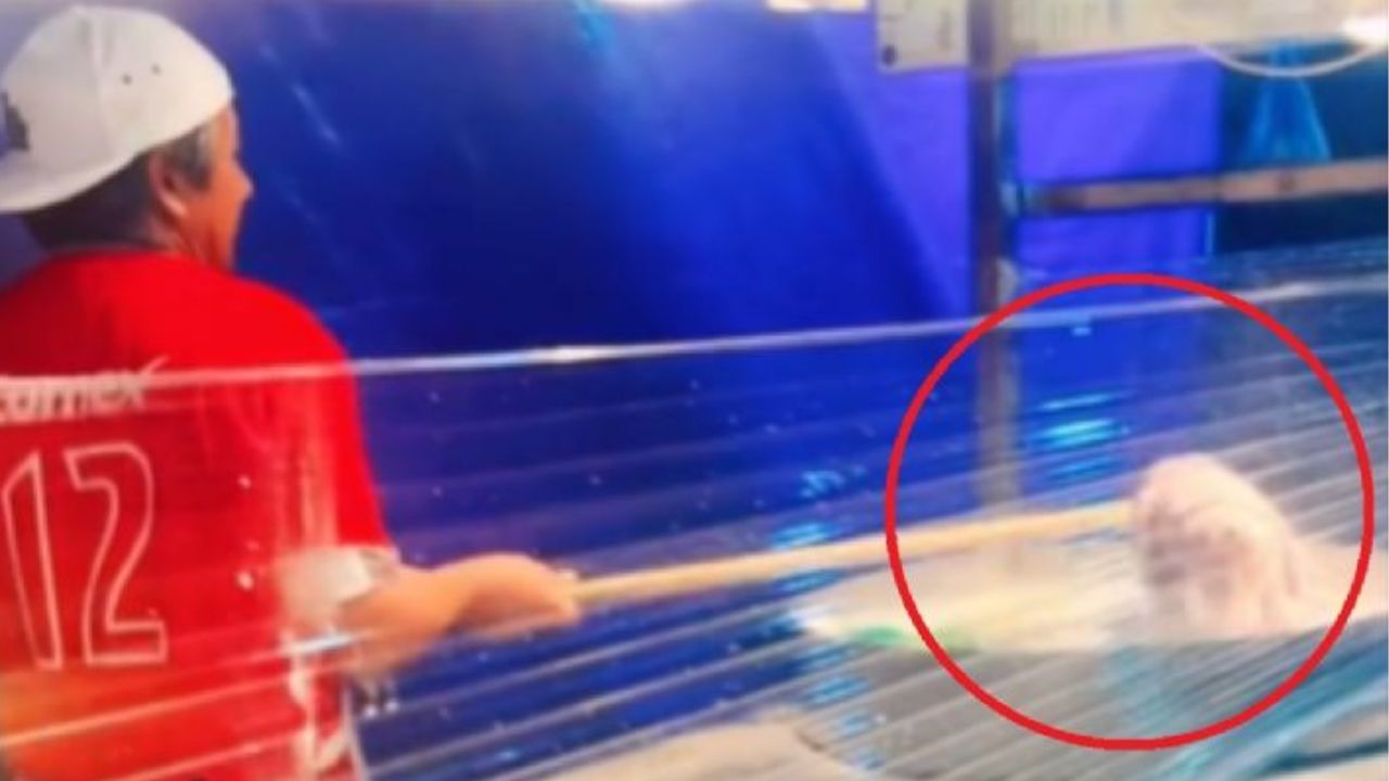 Captan a vendedor de tacos metiendo el trapeador en el  sartén donde preparaba la carne