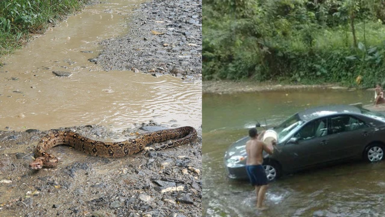 FOTOS: Hondureño salió a lavar su vehículo a una quebrada y encontró una enorme boa