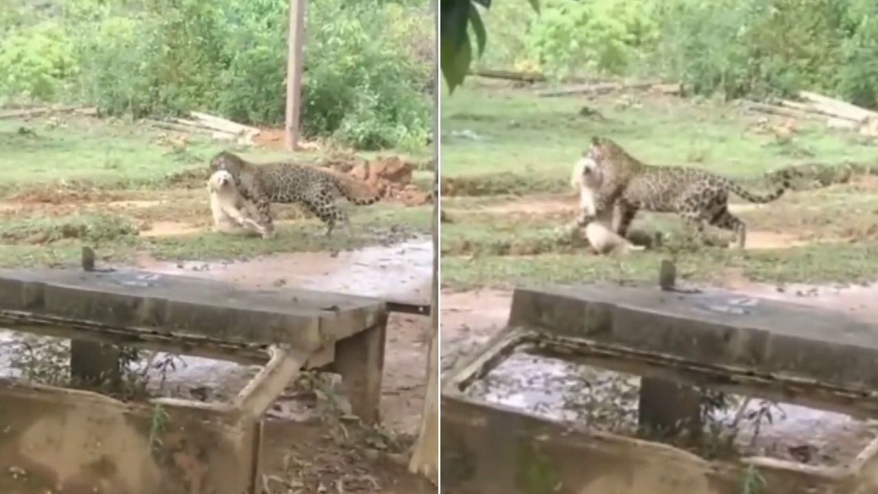 VIDEO: Jaguar caza a perro y lo lleva entre sus dientes