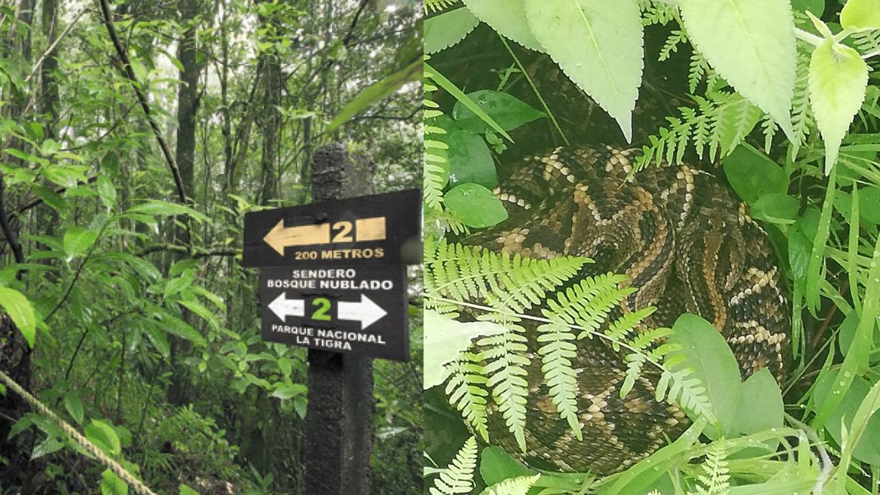 Excursionista encuentra venenosa cascabel en parque nacional de Honduras
