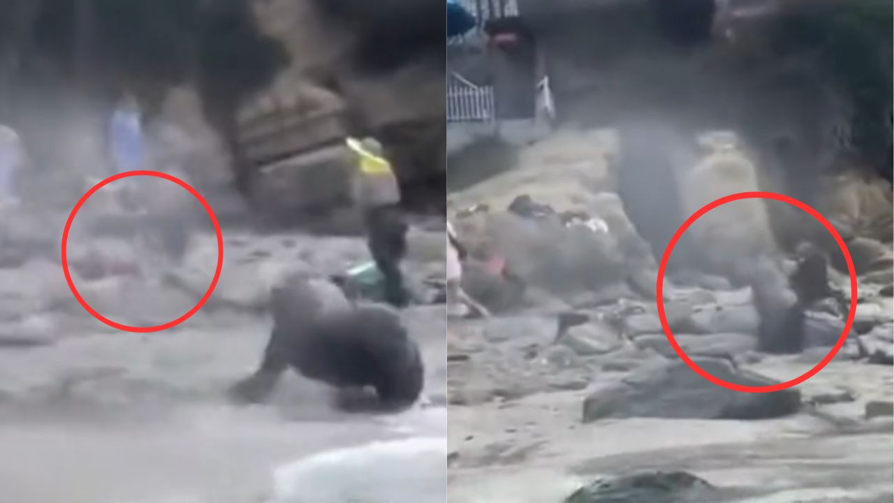VÍDEO: Lobo marino asusta a turistas mientras quería pelear con otro