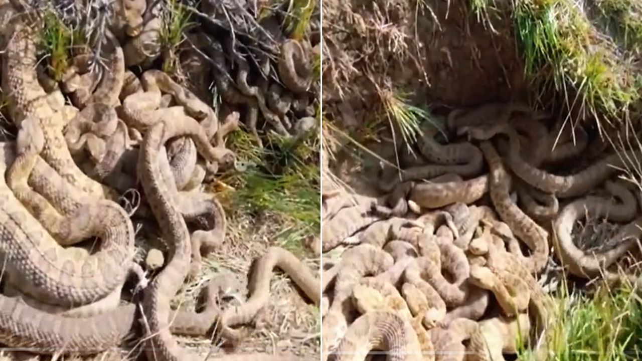 ¡Aterrador! Hombre encuentra nido lleno de serpientes de cascabel
