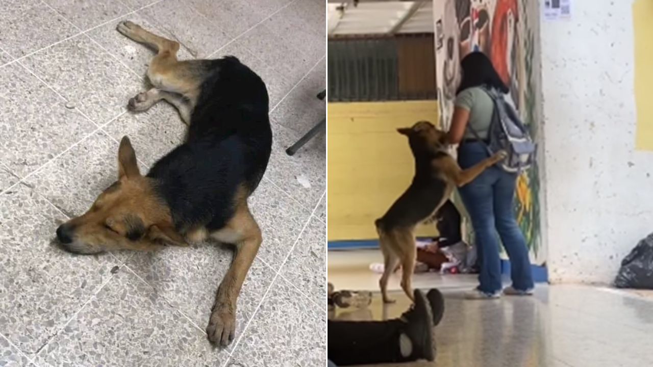 'Mocho': La mascota de los estudiantes de la UNAH que vive en Ciudad Universitaria