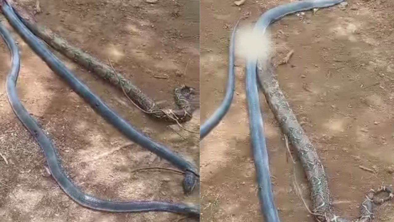VÍDEO: Encuentran nido de serpientes cerca del río Patuca, en Olancho