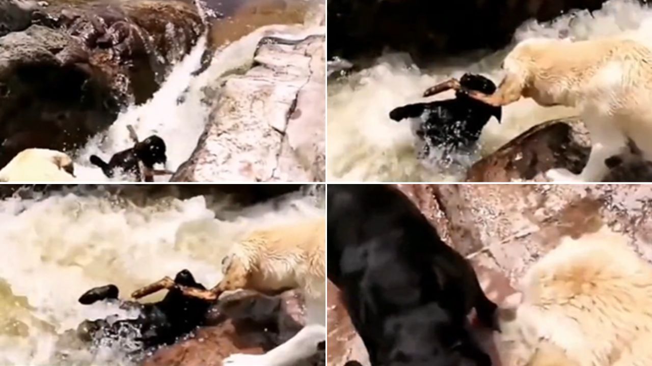 ¡De admirar! Perrito rescata a canino que estaba siendo arrastrado por corriente de agua