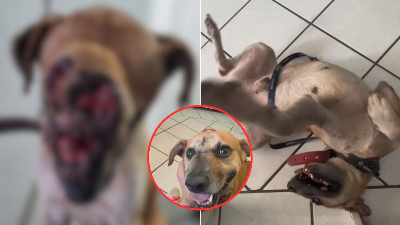 'El poder del amor': Rescatan a perrito que tenía un tumor en la cara