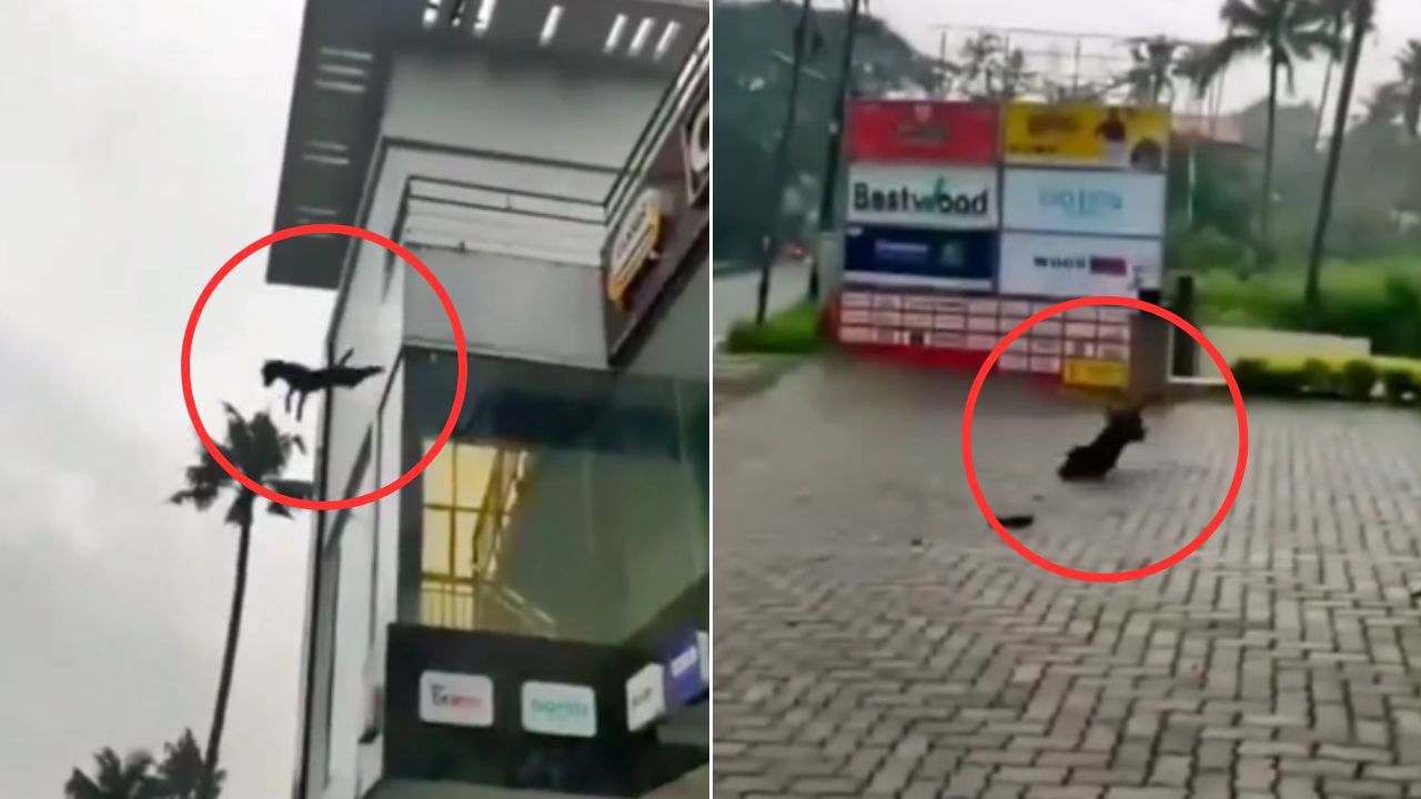 VIDEO: Perro se tira desde el tercer piso de un establecimiento