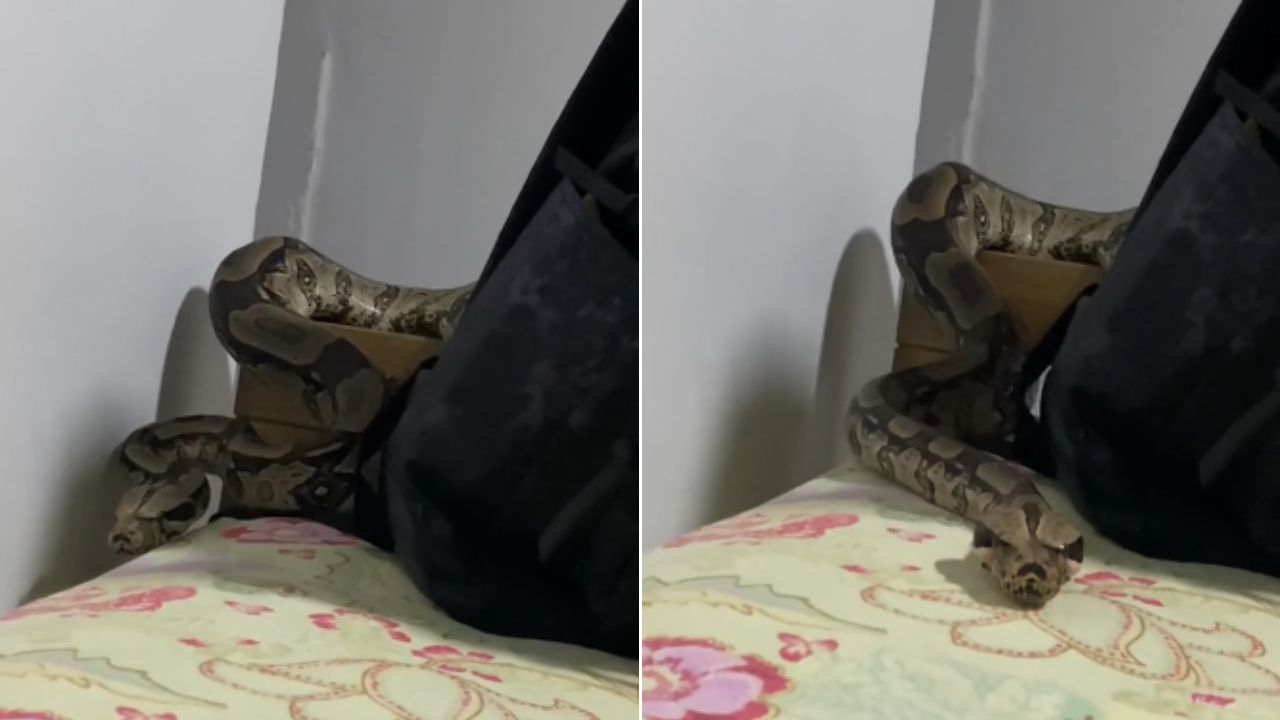 Hombre se despertó y tenía una enorme boa en su cama; es su mascota