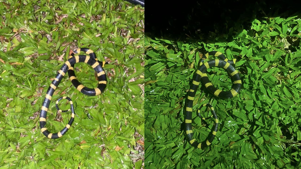 Hondureño descubrió una exótica serpiente en el jardín de su casa en Copán