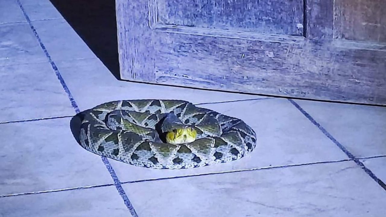 Hondureño encontró una serpiente en su casa y esto fue lo que hizo con el animal
