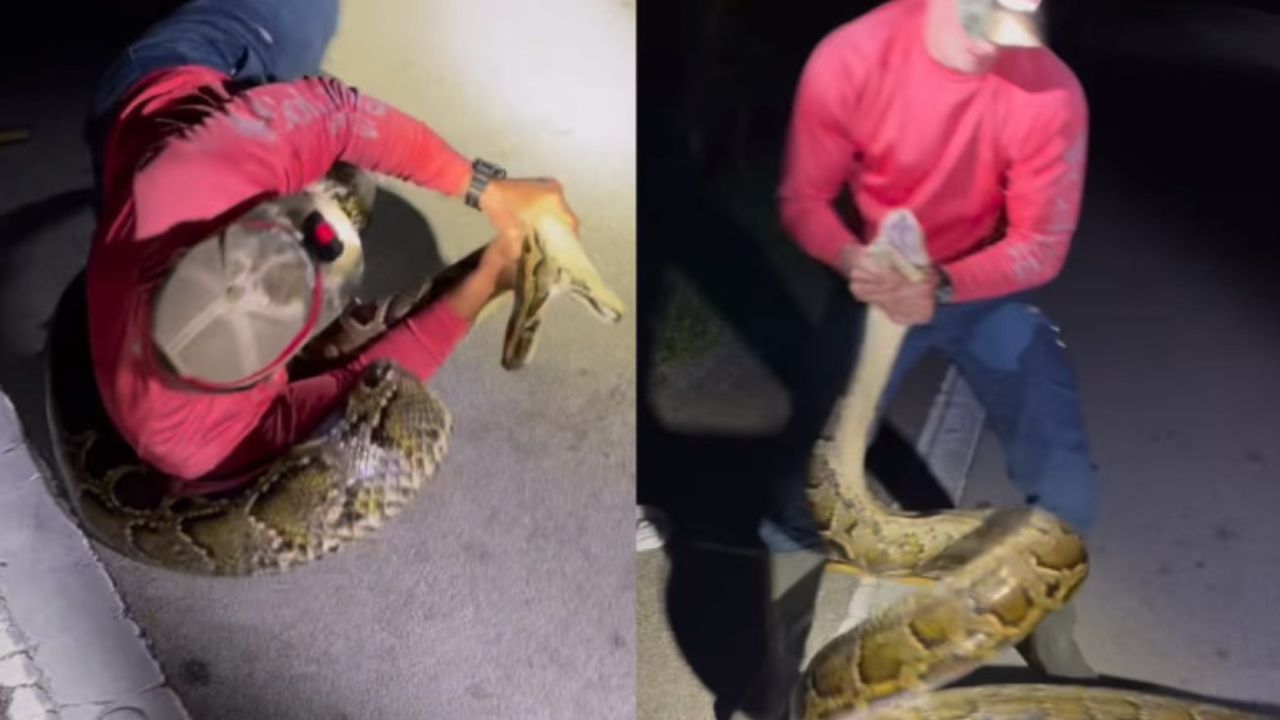 VÍDEO: Campesino peleó con enorme serpiente; la atrapó con sus propias manos