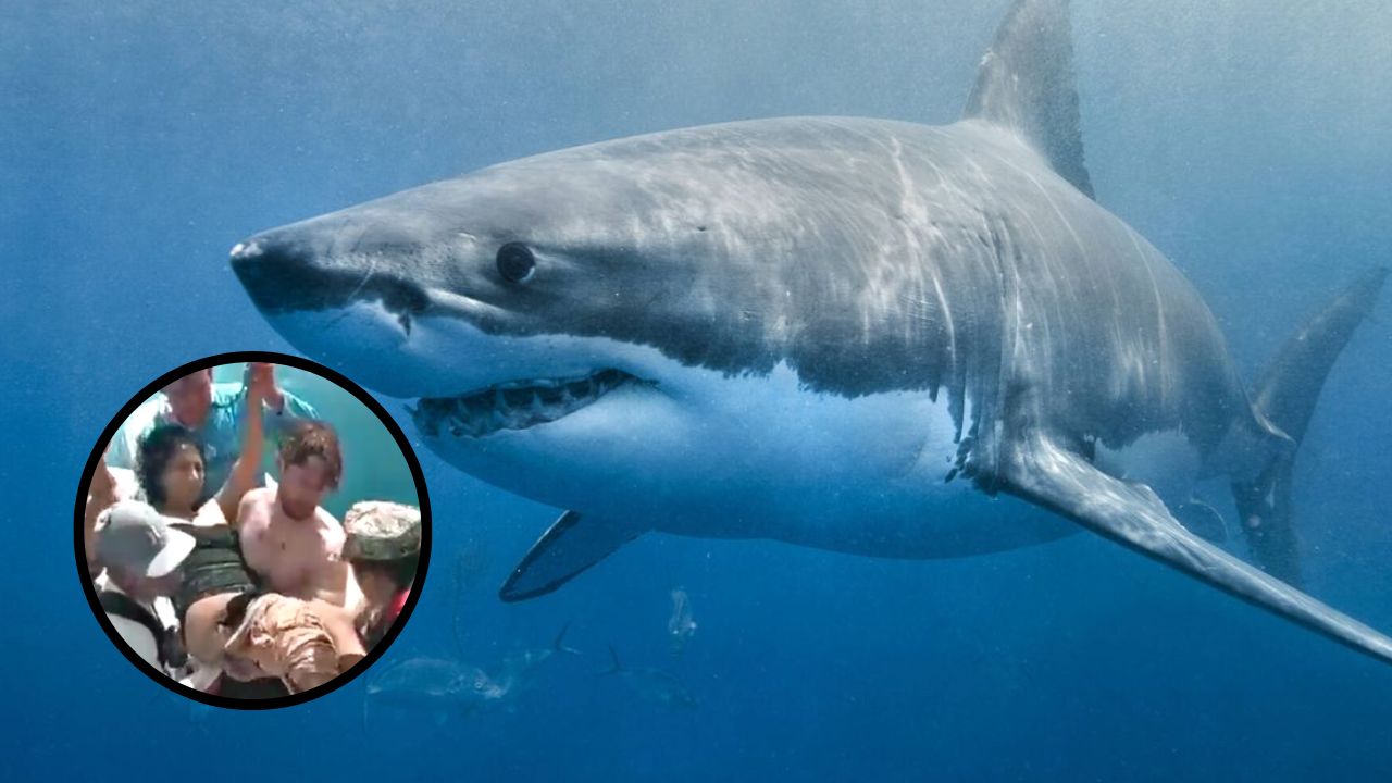 Tiburón deja gravemente herida a turista en Islas Galápagos