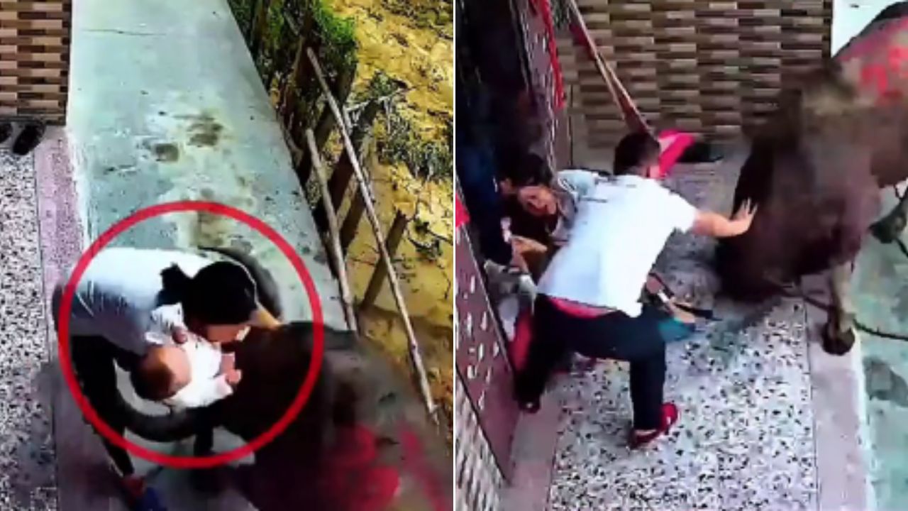 VIDEO: Toro embiste a madre que tenía a su bebé en sus brazos