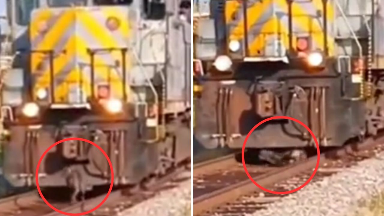 ¿Se salva? Perrito es arrollado cuando cruzaba por las vías de un tren