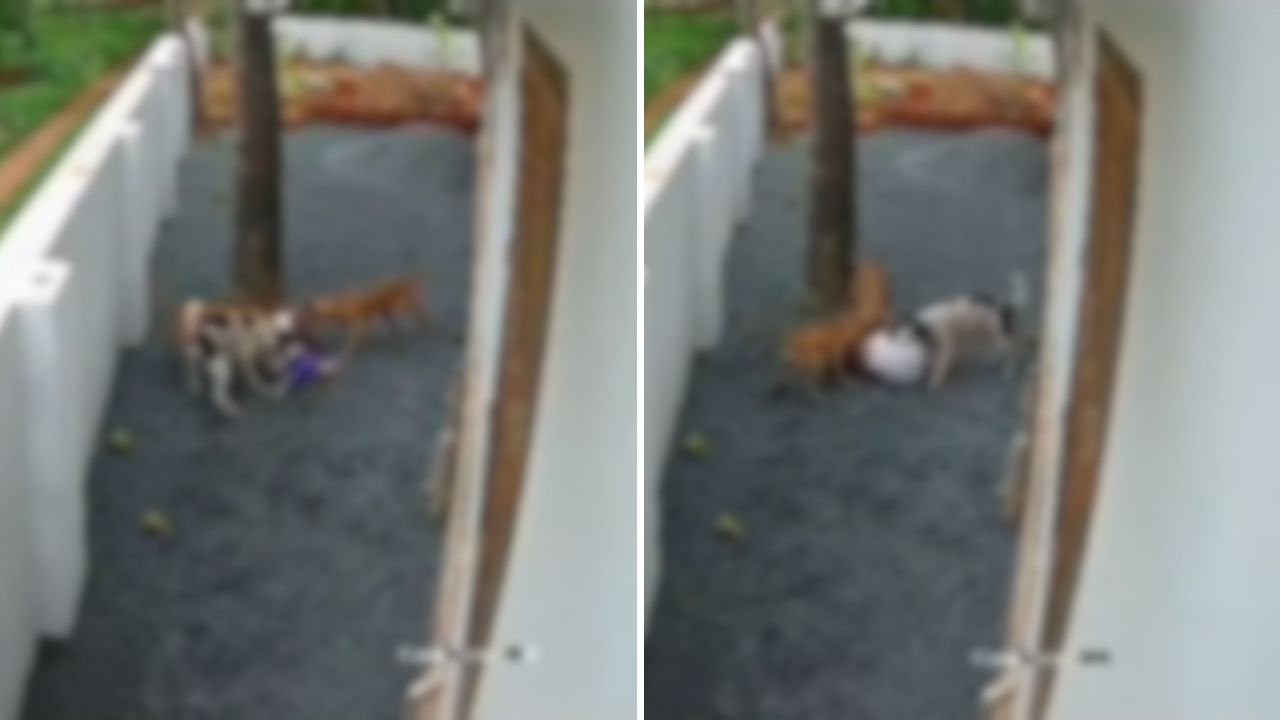 Imágenes sensibles: Tres perros atacan brutalmente a una niña