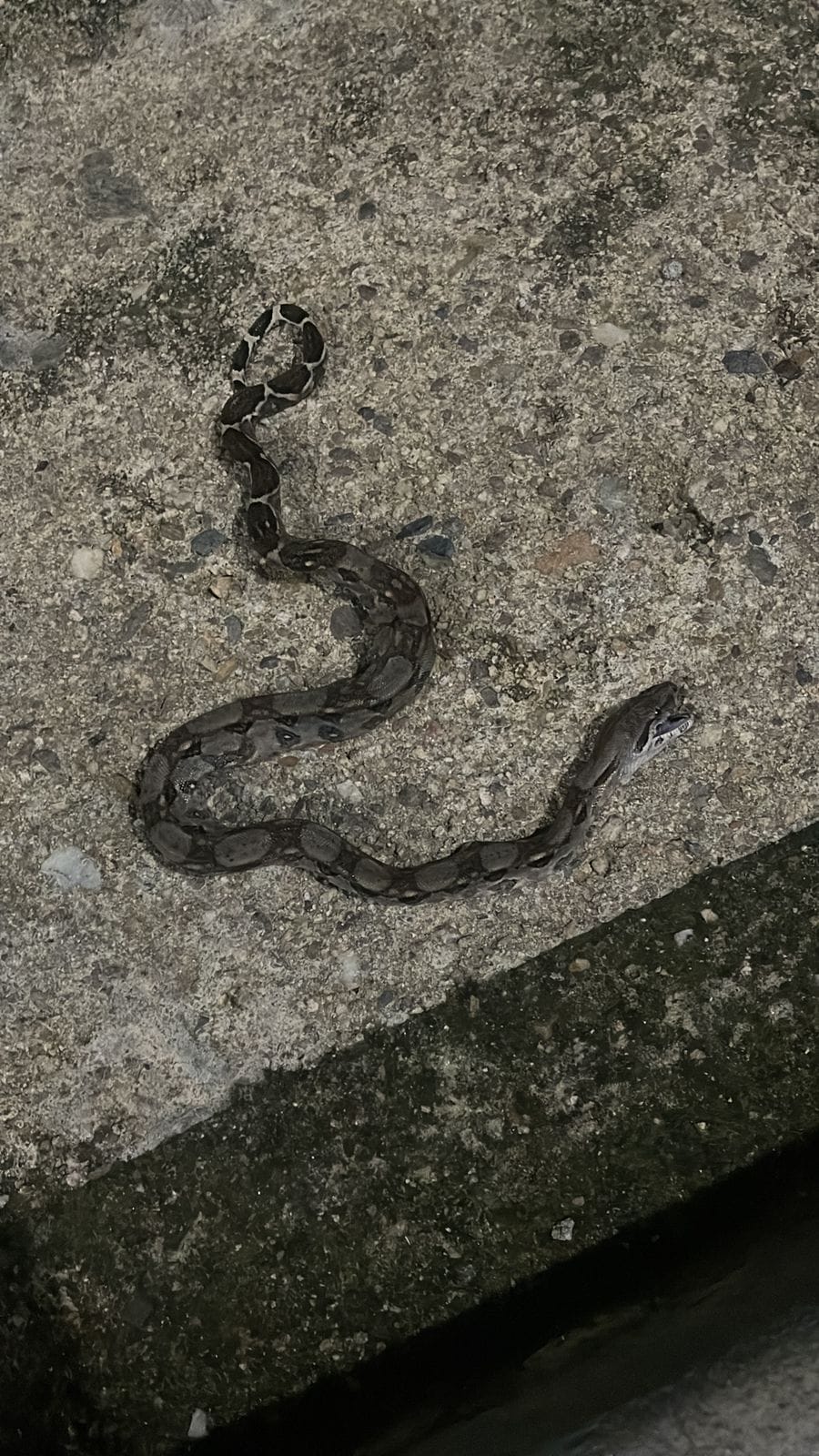 El usuario publicó la fotografía del reptil que mordió al menor de edad. Foto: Redes sociales