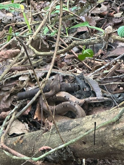 Según se aprecia en la foto, el usuario no se acercó a la serpiente, pues hizo la toma alejado del animal. Foto: Redes sociales