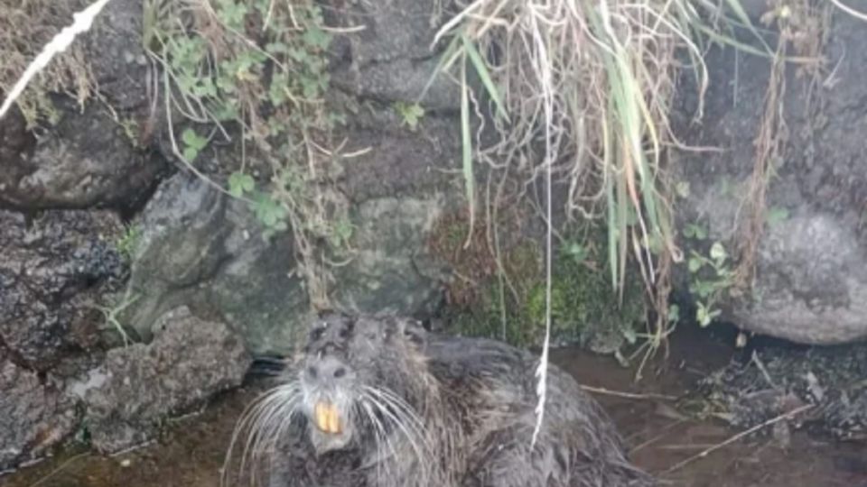 Imagen de cuerpo de nota