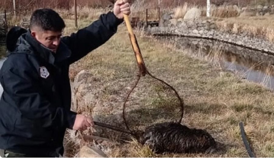 Imagen de cuerpo de nota