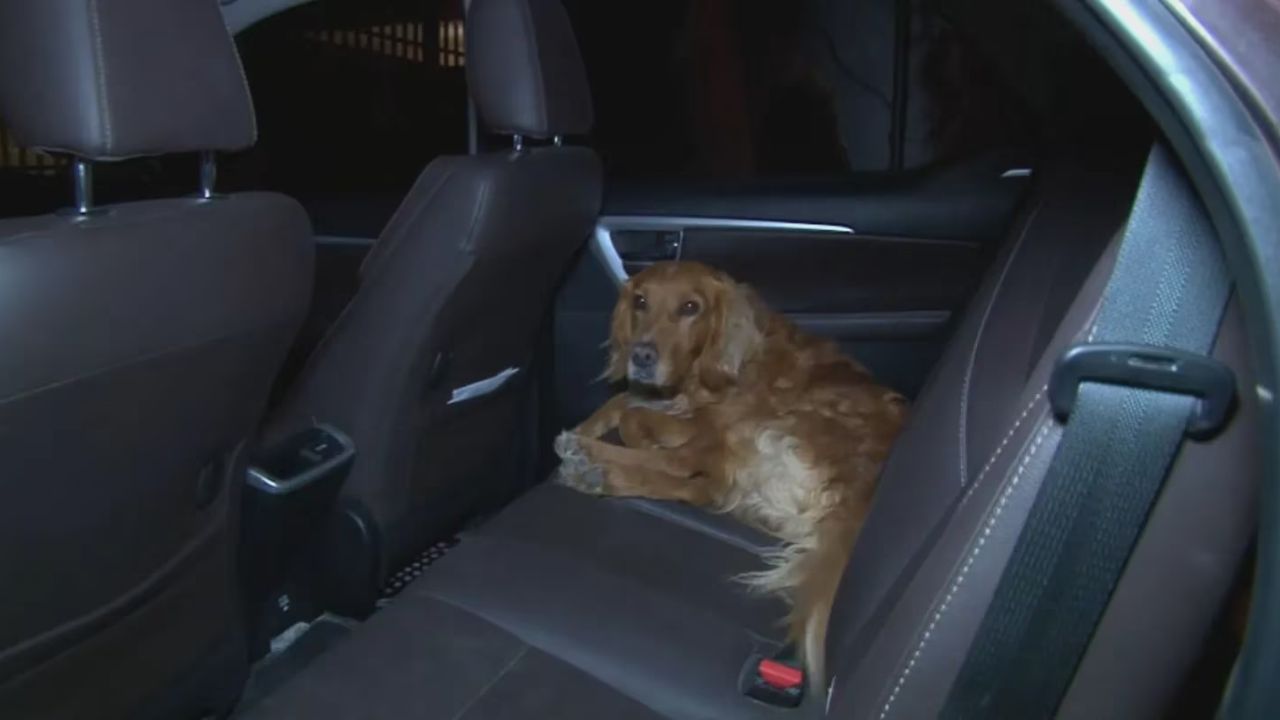 Apolo, el perrito que chocó un carro contra una vivienda. Foto: Redes sociales