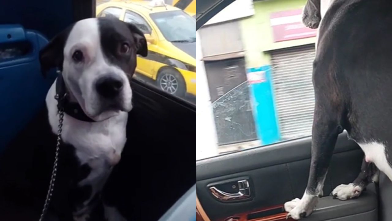'Su carita lo dice todo': Perrita es abandonada en un bus y una mujer la rescata