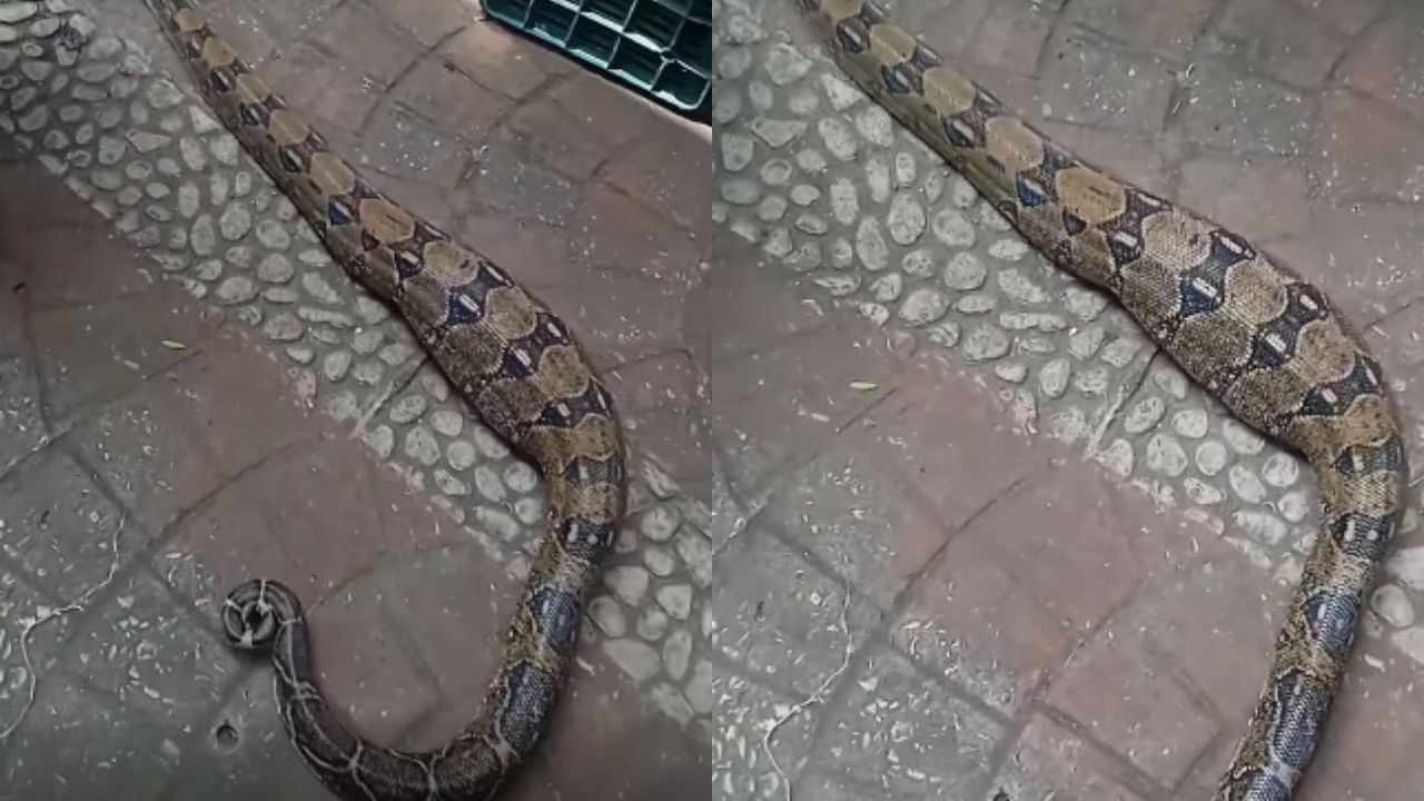 ¡De miedo! Captan enorme boa que se comió un perrito