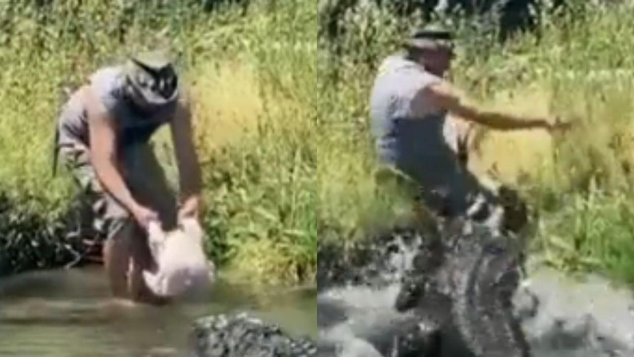 VÍDEO: Empleado de granja estuvo cerca de morir cuando lo atacó un caimán