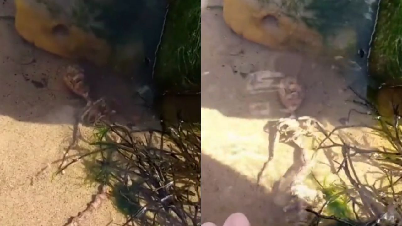 ¿Una sirena? Encuentran extraño esqueleto en un río